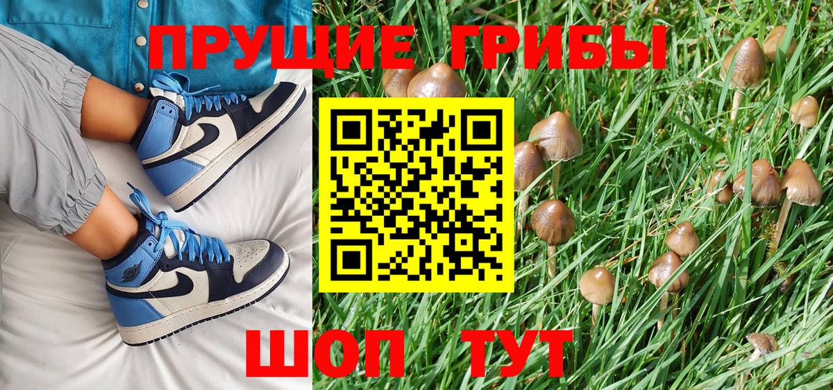 Псилоцибиновые грибы Psilocybe Карасук